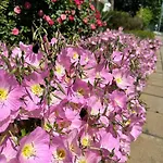 Mint Casa Rossa Διαμέρισμα Σάνι Μπιτς