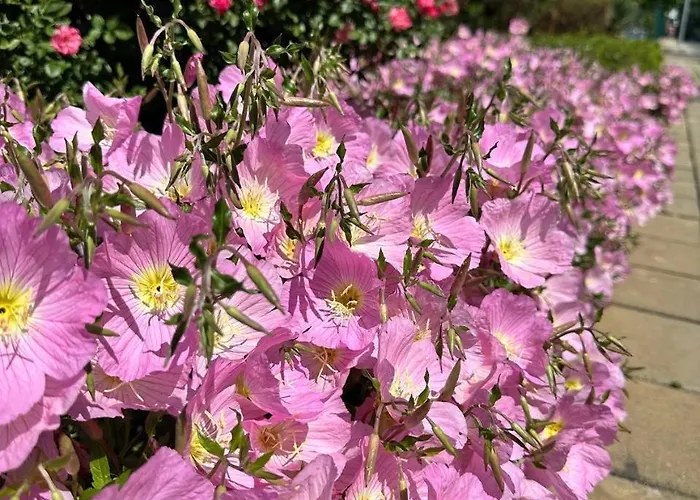 Mint Casa Rossa Apartament Sunny Beach