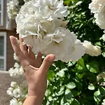 Mint Casa Rossa *